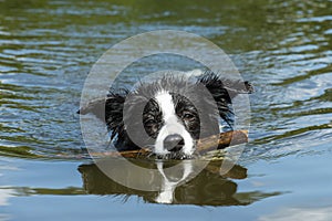 Bordercollie