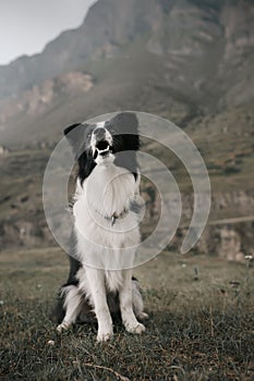 Bordercollie sit on the rock in mountain