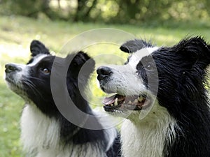 Bordercollies