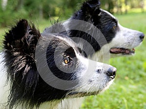 Bordercollies