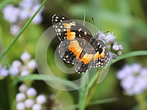 Bordered Patch Butterfly on Blue Mistflower
