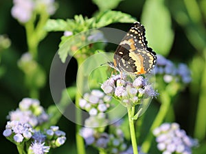 Bordered Patch Butterfly on Blue Mistflowers