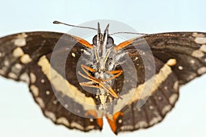 A Bordered Patch Butterfly, or Chlosyne lacinia