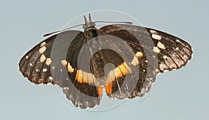 A Bordered Patch Butterfly, or Chlosyne lacinia