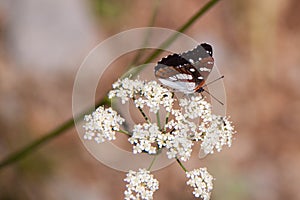Bordered Patch Butterfly sitting on Flower