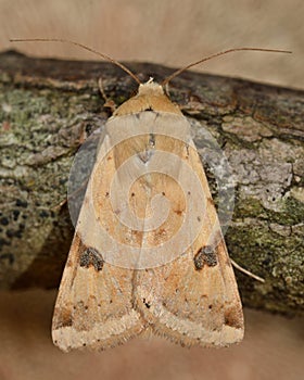 Bordered straw moth (Heliothis peltigera)