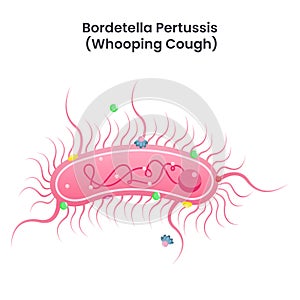 Bordetella pertussis whooping cough bacteria science education vector illustration