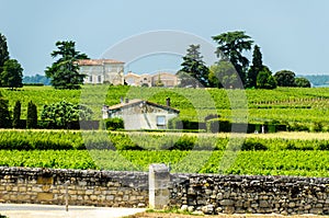 Bordeux chateau vineyard near Saint-Emillion. photo