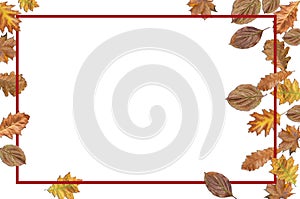 Bordo frame with autumn leaves for thanksgiving on white