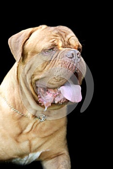 Bordoss mastiff