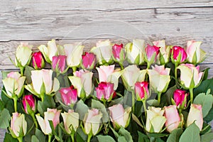 Bordure of pink and white roses on a light gray background