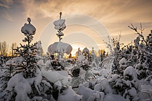 Boreal Beauty: Black Spruce in Winter
