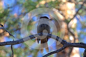 Boreal bird, the Siberian Jay