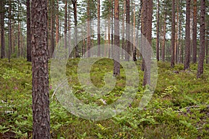 Boreal blueberry forest: pine trees with ferns and blueberry plants on the ground