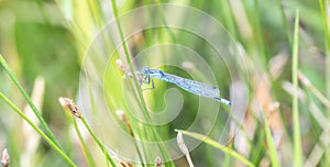 Boreal Bluet Enallagma boreale Damselfy Perched on a Stalk of Vegetation in Colorado