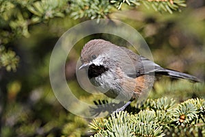 Boreal Chickadee