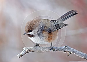 Boreal Chickadee