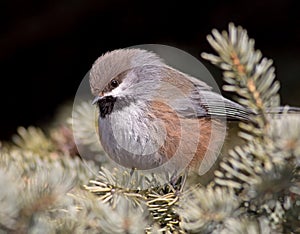 Boreal Chickadee