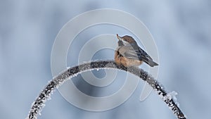 Boreal Chickadee in Alaska