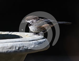 Boreal Chickadee in Alaska