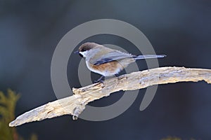 Boreal Chickadee   838673 photo