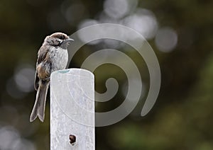 Boreal Chickadee perched on a wooden post