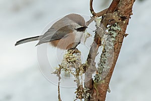 Boreal Chickadee - Poecile hudsonicus