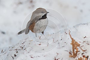 Boreal Chickadee - Poecile hudsonicus