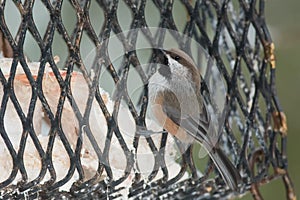 Boreal Chickadee - Poecile hudsonicus