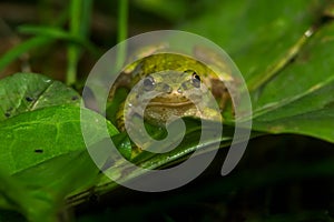 Boreal Chorus Frog - Pseudacris maculata