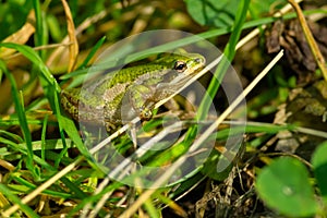 Boreal Chorus Frog - Pseudacris maculata