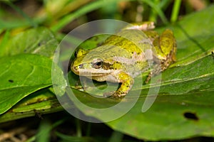 Boreal Chorus Frog - Pseudacris maculata photo