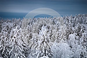 Boreal coniferous forest. Top view