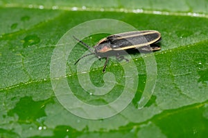 Boreal Firefly - Pyractomena borealis