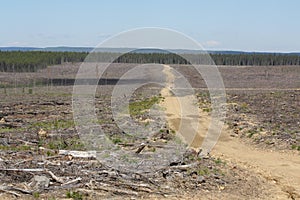 Boreal forest cut block photo