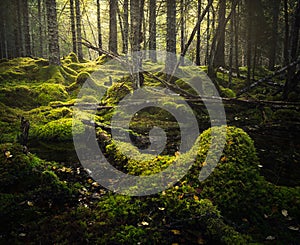 Boreal forest floor. Mossy ground and warm,autumnal light. Norwegian woodlands