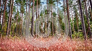 Boreal forest natural scenery at Teijo national park, Finland