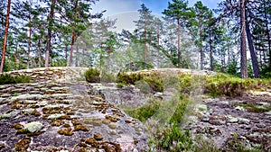 Boreal forest scenery at Teijo national park in Finland