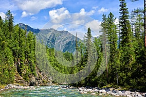 Boreal forest and shallow mountain stream