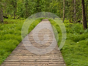 Boreal forest taiga boardwalk Northern BC Canada