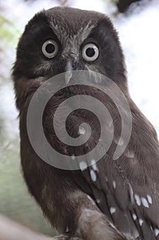 Boreal owl photo