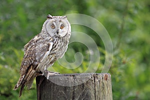 Boreal owl