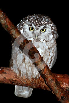 Boreal owl