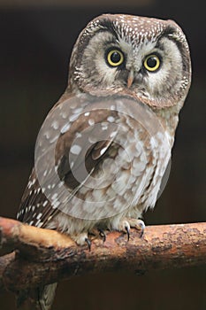 Boreal owl photo