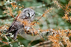 Boreal owl
