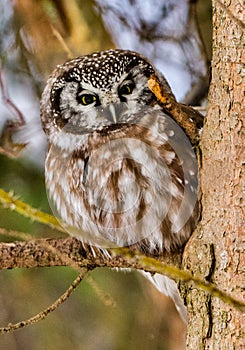 Boreal Owl