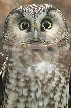 Boreal owl photo