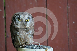 Boreal owl