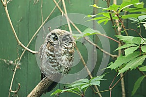 Boreal owl