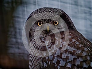 The boreal owl, Aegolius funereus
